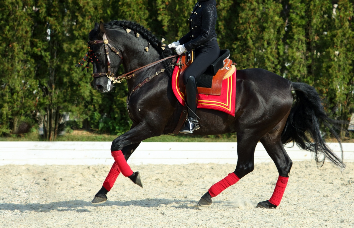 koń-andaluzyjski (4)